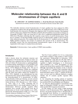 Molecular relationship between the A and B chromosomes