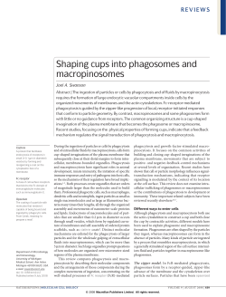 Shaping cups into phagosomes and macropinosomes