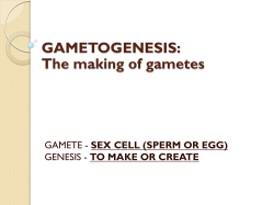 GAMETOGENESIS: The making of gametes