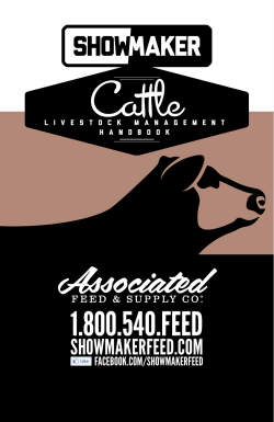 Cattle - ShowMaker