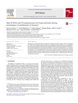 Role of PCNA and TLS polymerases in D-loop extension