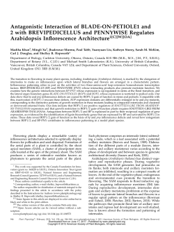 Antagonistic Interaction of BLADE-ON