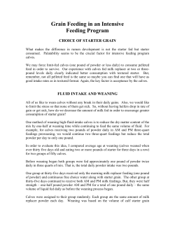 Grain Feeding in an Intensive Feeding Program