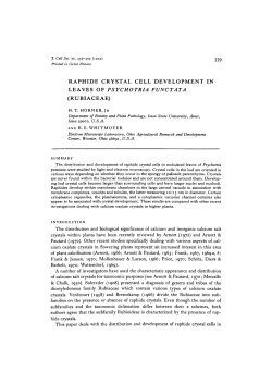 raphide crystal cell development in leaves of psychotria