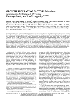 GROWTH REGULATING FACTOR5 Stimulates