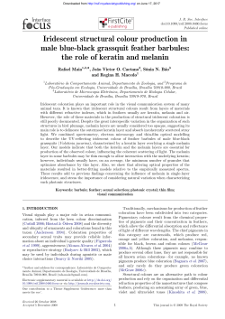 Iridescent structural colour production in male blue