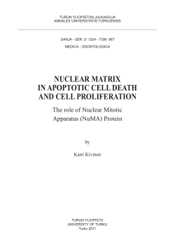 nuclear matrix in apoptotic cell death and cell proliferation