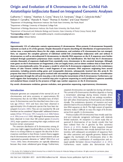 Article Origin and Evolution of B Chromosomes in the Cichlid Fish