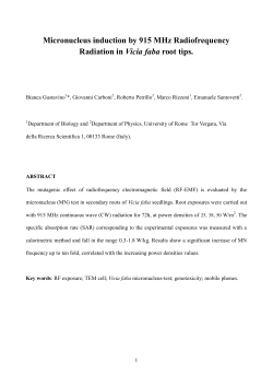Micronucleus induction by 915 MHz