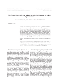 The central nervous system of heterosymelic individuals