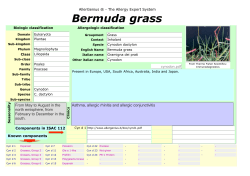Bermuda grass
