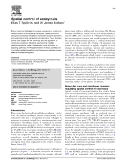 Spatial control of exocytosis