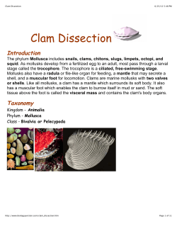 Clam Dissection
