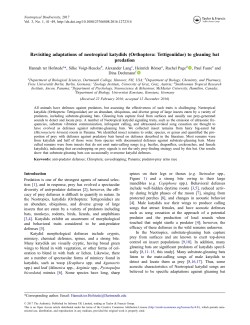 Revisiting adaptations of neotropical katydids (Orthoptera