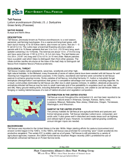 Tall Fescue - Invasive.Org