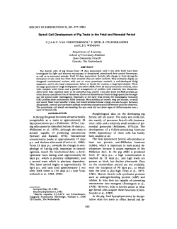 Sertoli Cell Development of Pig Testis in the Fetal and Neonatal