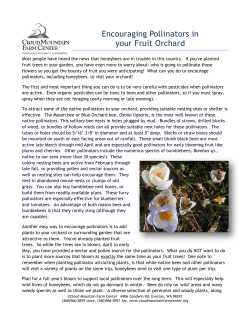 Encouraging Pollinators in your Fruit Orchard