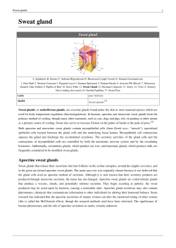 Sweat gland