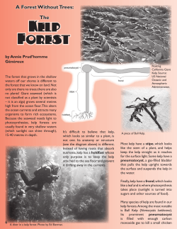Kelp Forest - Earthling Enterprises