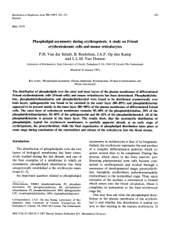 Phospholipid asymmetry during erythropoiesis. A study on Friend