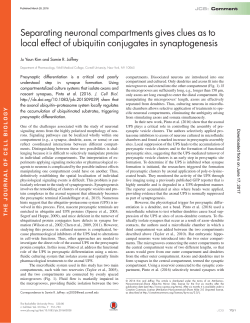 Separating neuronal compartments gives clues as to local effect of