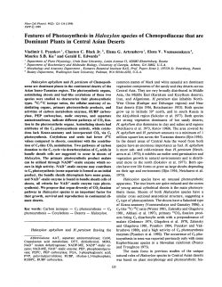 Features of Photosynthesis in Haloxylon species