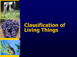 Classification of Living Things