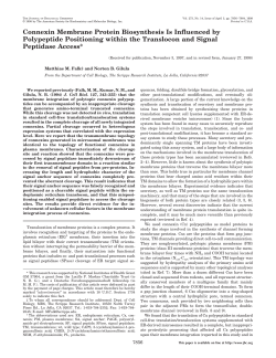 Connexin Membrane Protein Biosynthesis Is