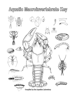 Aquatic Macroinvertebrate Key