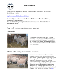 BREEDS OF SHEEP