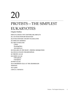 protists&mdash;the simplest eukaryotes
