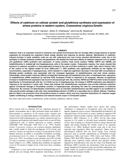 Effects of cadmium on cellular protein and glutathione synthesis and