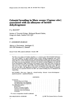 Colonial breeding in Mute swans (Cygnus olor