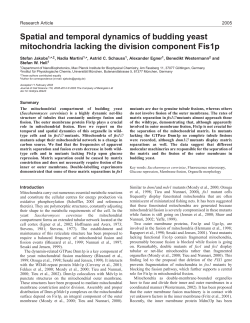 Spatial and temporal dynamics of budding yeast mitochondria