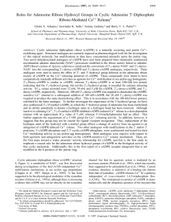 Roles for Adenosine Ribose Hydroxyl Groups in Cyclic Adenosine 5