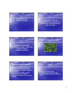 Bacteria (blue Bacteria (blue-green algae) green algae) Prokaryotic
