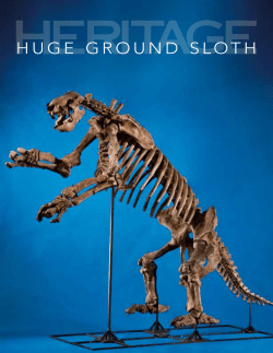 HUGE GROUND SLOTH