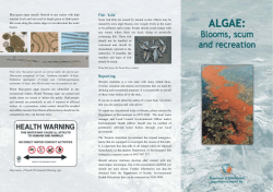 Algae: blooms, scum and recreation (PDF 138KB)