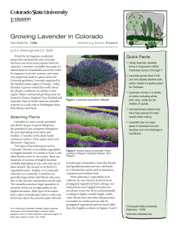 Growing Lavender in Colorado - Colorado State University Extension