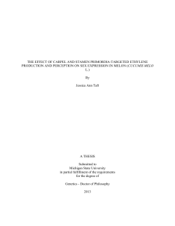 the effect of carpel and stamen primordia