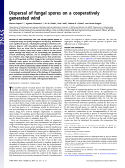 Dispersal of fungal spores on a cooperatively generated wind