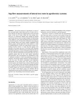 Sap flow measurements of lateral tree roots in