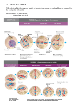 CELL DIVISION II.: MEIOSIS With meiotic cell division (meiosis