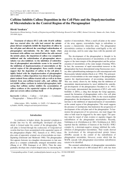 Caffeine Inhibits Callose Deposition in the Cell Plate and the