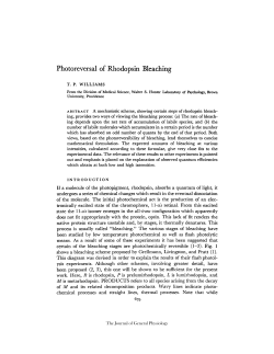 Photoreversal of Rhodopsin Bleaching