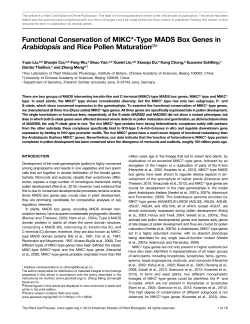 Functional Conservation of MIKC*-Type MADS Box