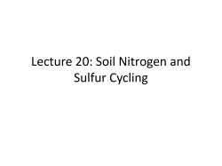 Lecture 29: Soil Nitrogen Cycling
