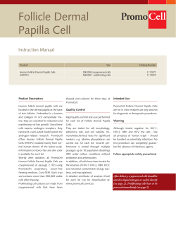 Follicle Dermal Papilla Cell