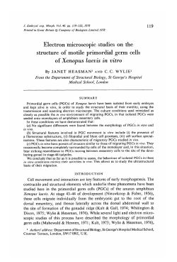 Electron microscopic studies on the structure of