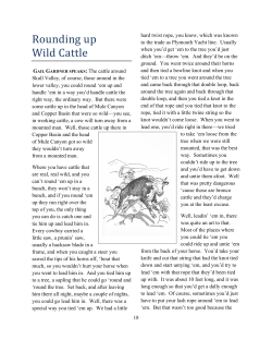 Rounding up Wild Cattle